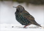 24_DSC3995_Common_Starling_longing_85pc