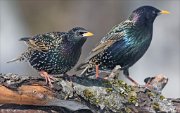 24_DSC7327_Common_Starling_stupefy_80pc