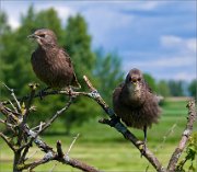 P1520852_daring_starling_47pc