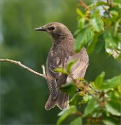 P1520948_Starling_through_leaves_66pc