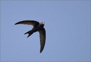 04_DSC0798_Swift_in_noon_sky_38pc