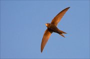 13_DSC9197_Common_Swift_tanned_39pc