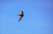 13_DSC9220_Common_Swift_abundance_55pc