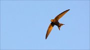 14_DSC0259_Common_Swift_afterglow_21pc