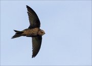 15_DSC5788_Common_Swift_expression_16pc