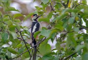 06_DSC8847_Syrian_Woodpecker_southerner_64pc