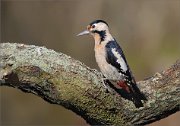 07_DSC1075_Syrian_Woodpecker_pleasing_80pc