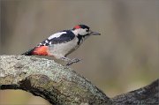 07_DSC1179_Syrian_Woodpecker_wanna_leap_93pc