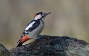 07_DSC1184_Syrian_Woodpecker_supervisor_69pc