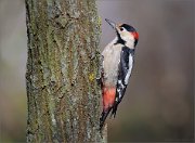 07_DSC1192_Syrian_Woodpecker_creeping_77pc