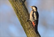 07_DSC1268_Syrian_Woodpecker_basking_in_the_sunshine_80pc