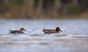 15_DSC2573_Eurasian_Teal_vast_20pc