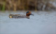 15_DSC2653_Eurasian_Teal_strand_18pc