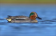 23_DSC4384_Eurasian_Teal_chary_51pc