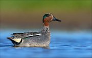 23_DSC4394_Eurasian_Teal_towering_58pc