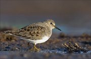 23_DSC4090_Temmincks_Stint_snag_60pc