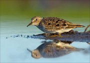 23_DSC4116_Temmincks_Stint_alarm_53pc