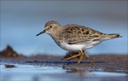 23_DSC4405_Temmincks_Stint_step_69pc