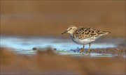 23_DSC4414_Temmincks_Stint_voile_67pc