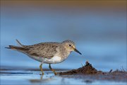 23_DSC4432_Temmincks_Stint_shrewd_75pc