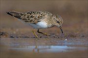 23_DSC4476_Temmincks_Stint_rummage_67pc