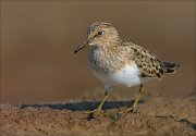 23_DSC4483_Temmincks_Stint_boon_75pc