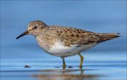 23_DSC4523_Temmincks_Stint_oblong_83pc