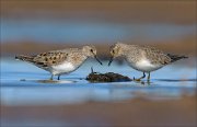 23_DSC4550_Temmincks_Stint_ogle_54pc