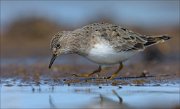 23_DSC4817_Temmincks_Stint_lookup_66pc