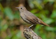 02_DSC1799_Thrush_Nightingale_near_the_pond_60pc