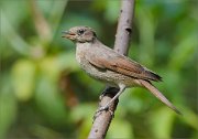 02_DSC1802_Thrush_Nightingale_crying_near_the_pond_62pc