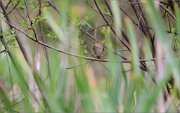 06_DSC3350_Thrush_Nightingale_reticence_88pc