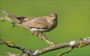 12_DSC5465_Thrush_Nightingale_fugitive_48pc