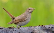 22_DSC2807_Thrush_Nightingale_covert_69pc