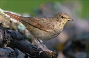 22_DSC4982_Thrush_Nightingale_foreign_95pc