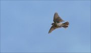 07_DSC5805_Tree_Pipit_display_16pc