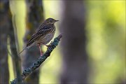 15_DSC3719_Tree_Pipit_mast_30pc