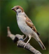 01_DSC6315_Tree_Sparrow_on_zigzag_perch_61pc