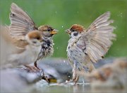 02_DSC3401_Tree_and_House_Sparrows_minibattle_106pc