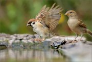 02_DSC6074_Tree_Sparrow_elan_spirit_106pc