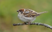 02_DSC9759_Tree_Sparrow_pure_81pc