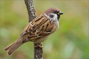 02_DSC9821_Tree_Sparrow_vertical_sitting_77pc