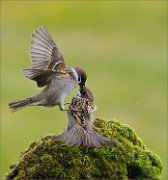 03_DSC2076_Tree_Sparrow_fighting_witg_rage_62pc