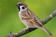 03_DSC5065_Tree_Sparrow_the_simplest_95pc