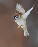 04_DSC2459_Tree_Sparrow_in_flight_37pc