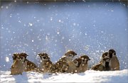 04_DSC6039_Tree_Sparrows_snow_sun_and_joy_89pc