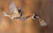 04_DSC6282_Tree_Sparrow_surrender_52pc