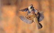 04_DSC6488_Tree_Sparrows_battle_at_sunset_75pc