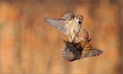 04_DSC6779_Tree_Sparrows_minibattle_80pc