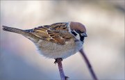 04_DSC7992_Tree_Sparrow_in_early_morning_88pc